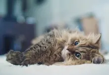 cats animals kittens pet ben torode Art HD Wallpaper